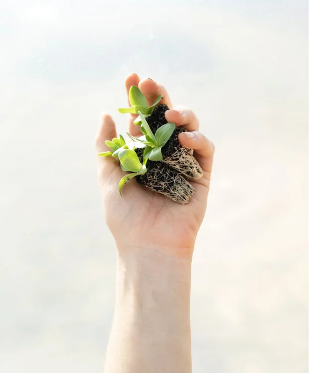 a hand holding baby plants
